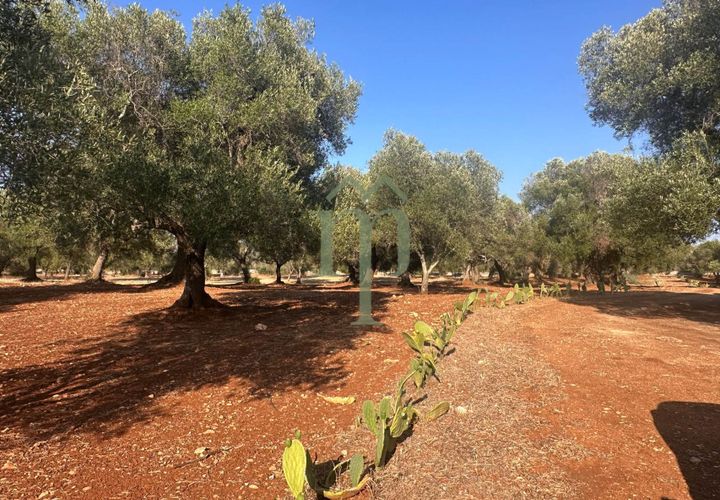 Terra a Carovigno, Brindisi, Carovigno - € 29.000 | Ref: Terreno Empire - foto 1